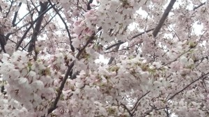 sakura (2)