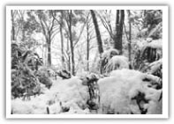 13. お袋さんへの想いが「大工職人」の道へ